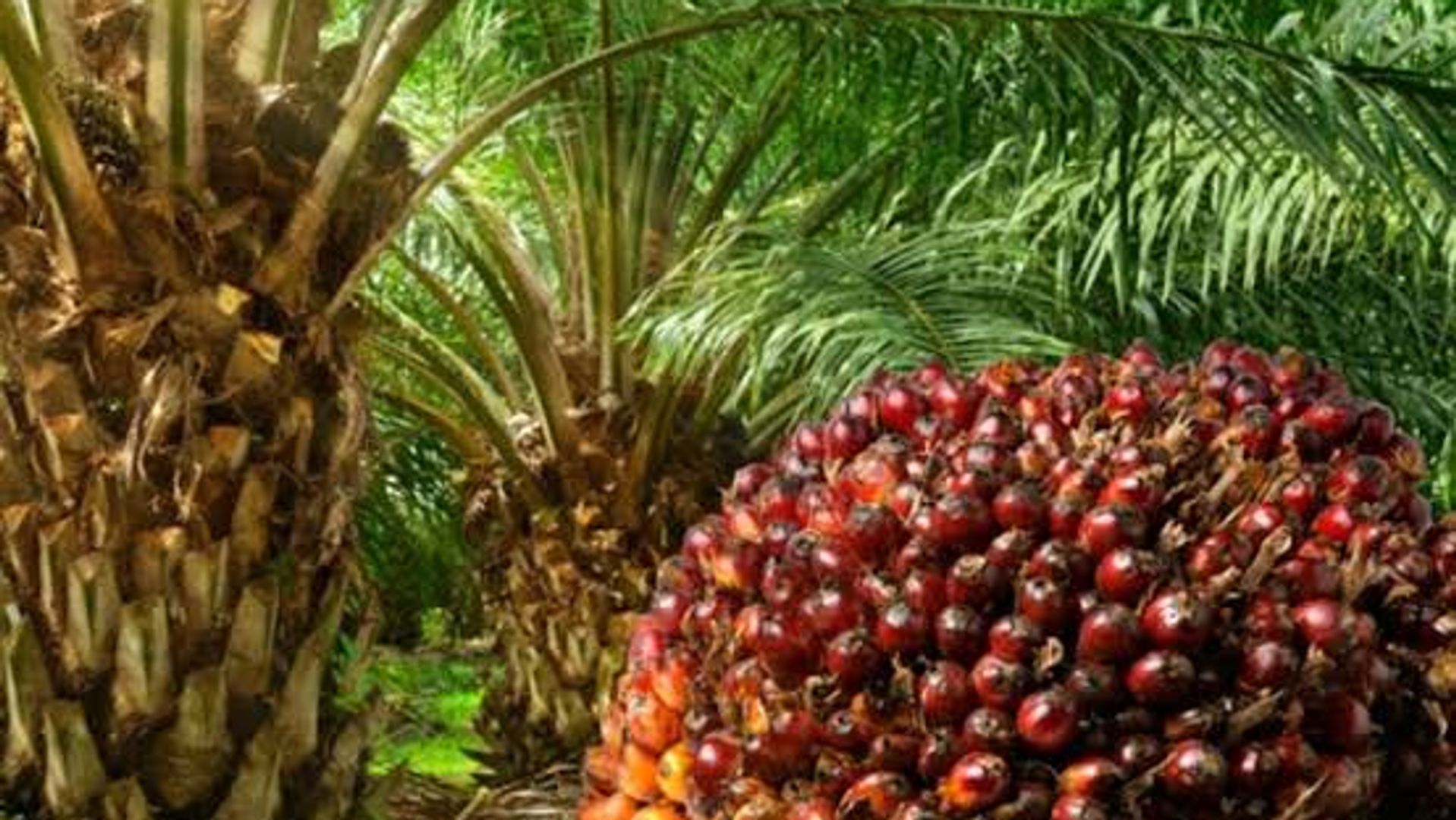 All You Need To Know About Oil Palm Plantation Scheme in Paradiso Farm