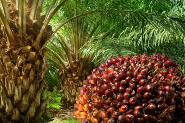 All You Need To Know About Oil Palm Plantation Scheme in Paradiso Farm