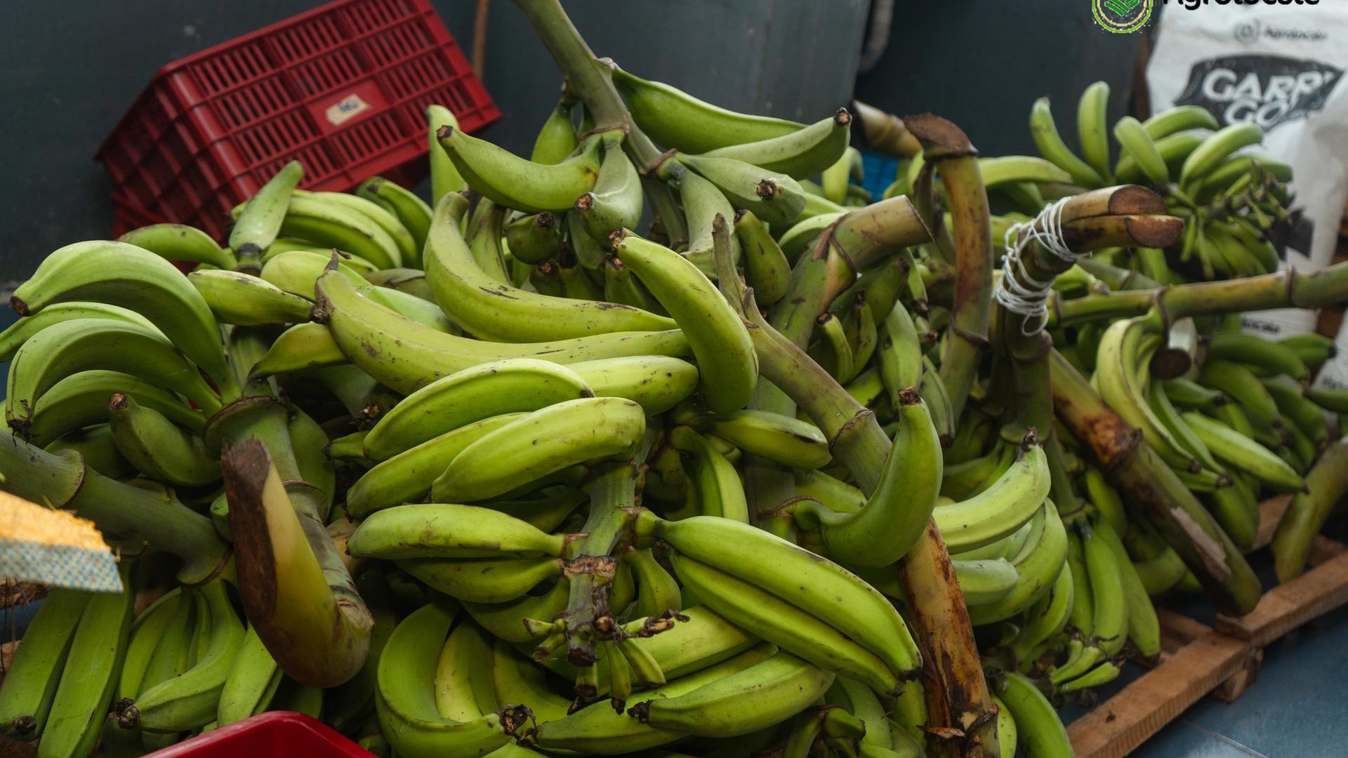 How Long Does Plantain Actually Take To Grow?