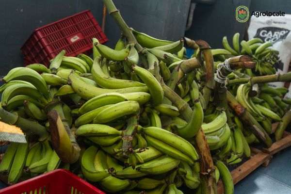 How Long Does Plantain Actually Take To Grow?