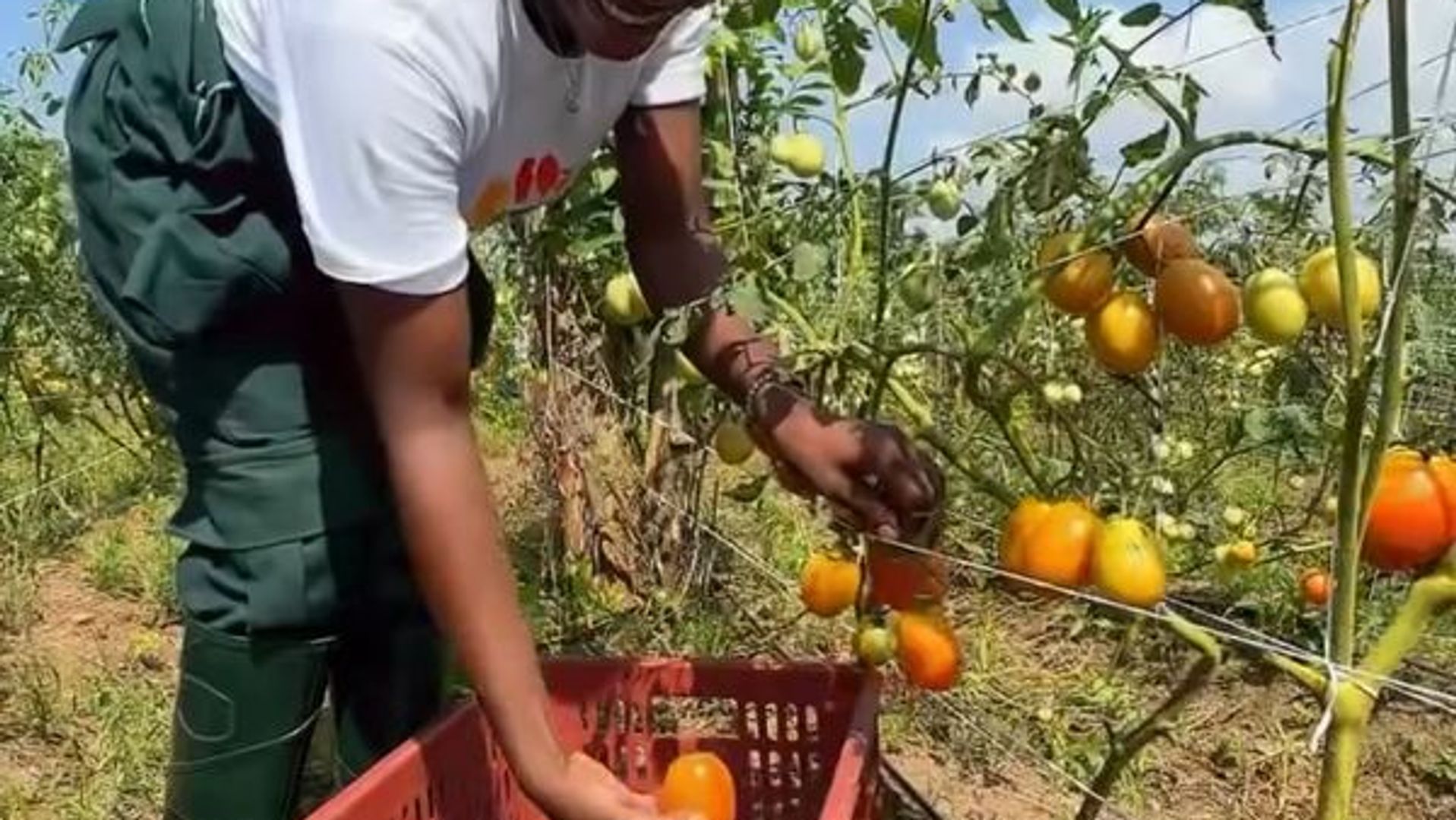 How many tomatoes can you get from one plant?