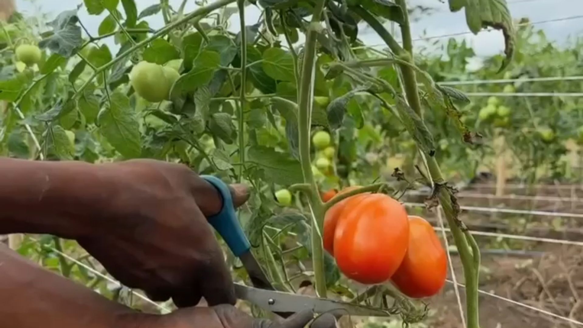 How To Plant Tomatoes for Harvest 