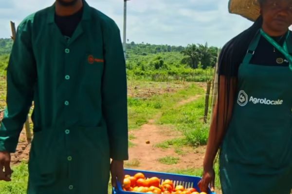  7 Signs Your Tomatoes Are Ripe And Ready To Pick
