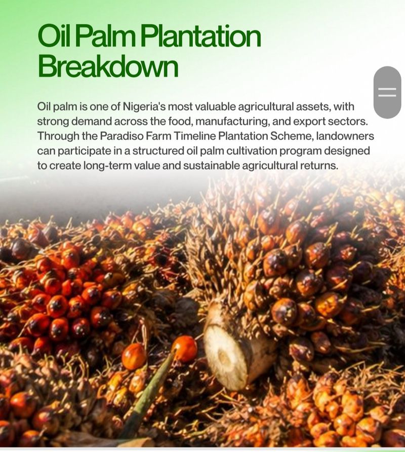 Oil palm