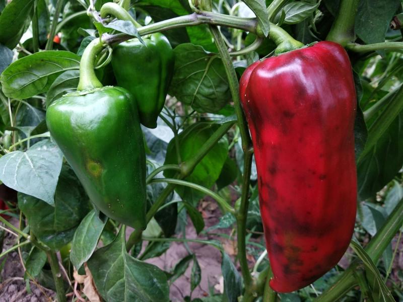 Habanero pepper