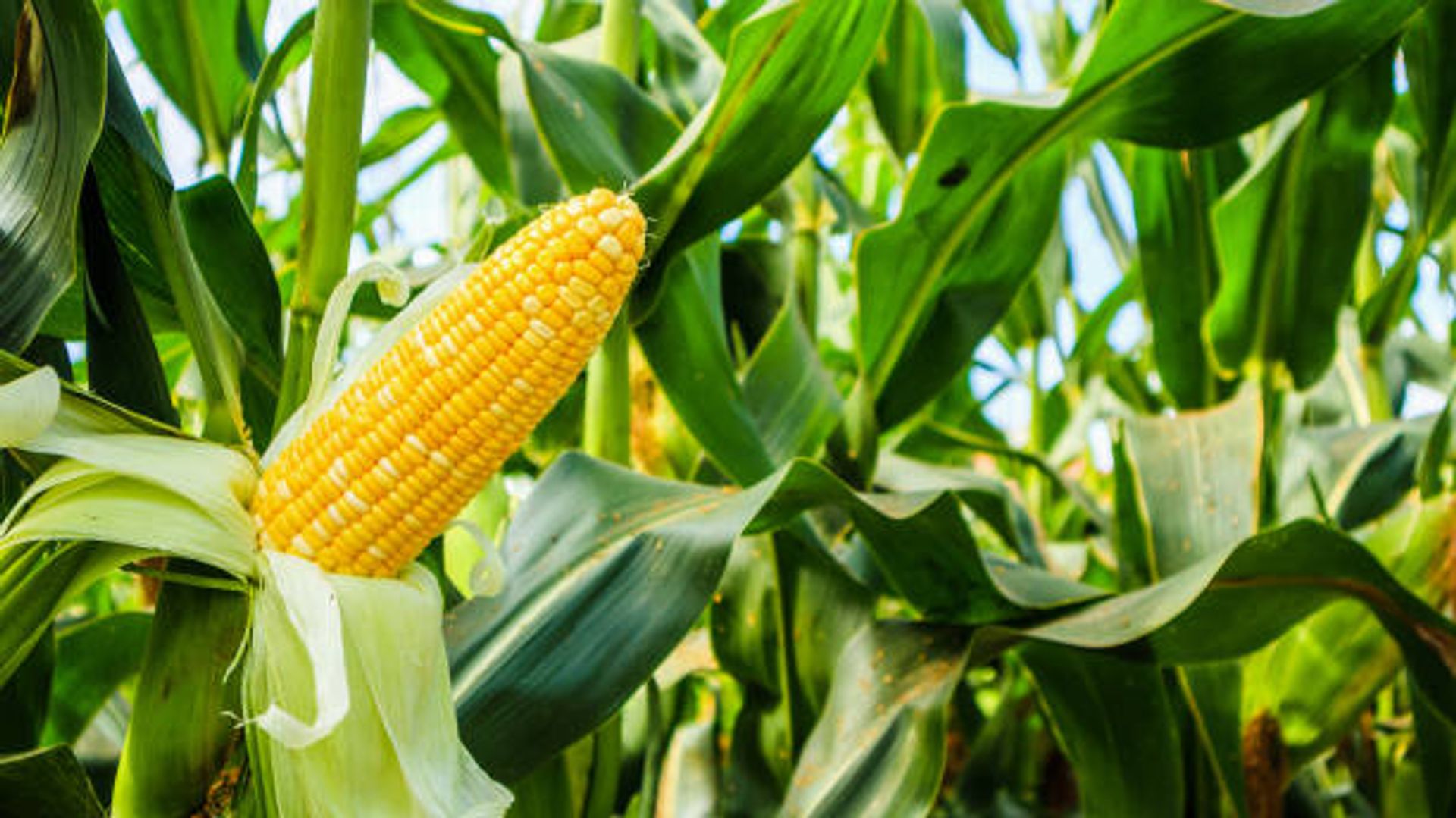 Our Number One Secret of Cultivating And Growing Maize