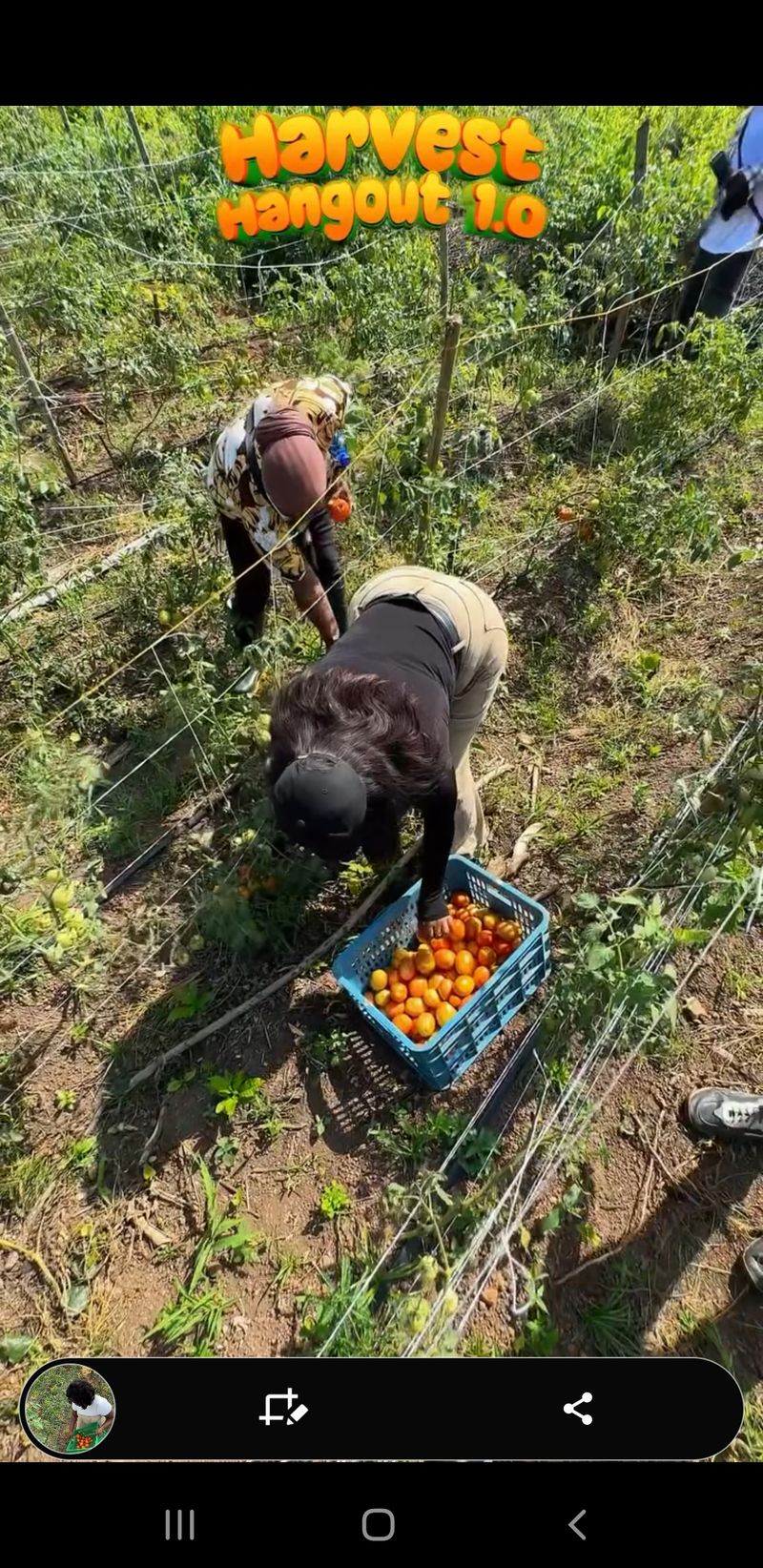 Harvest Farm Week
