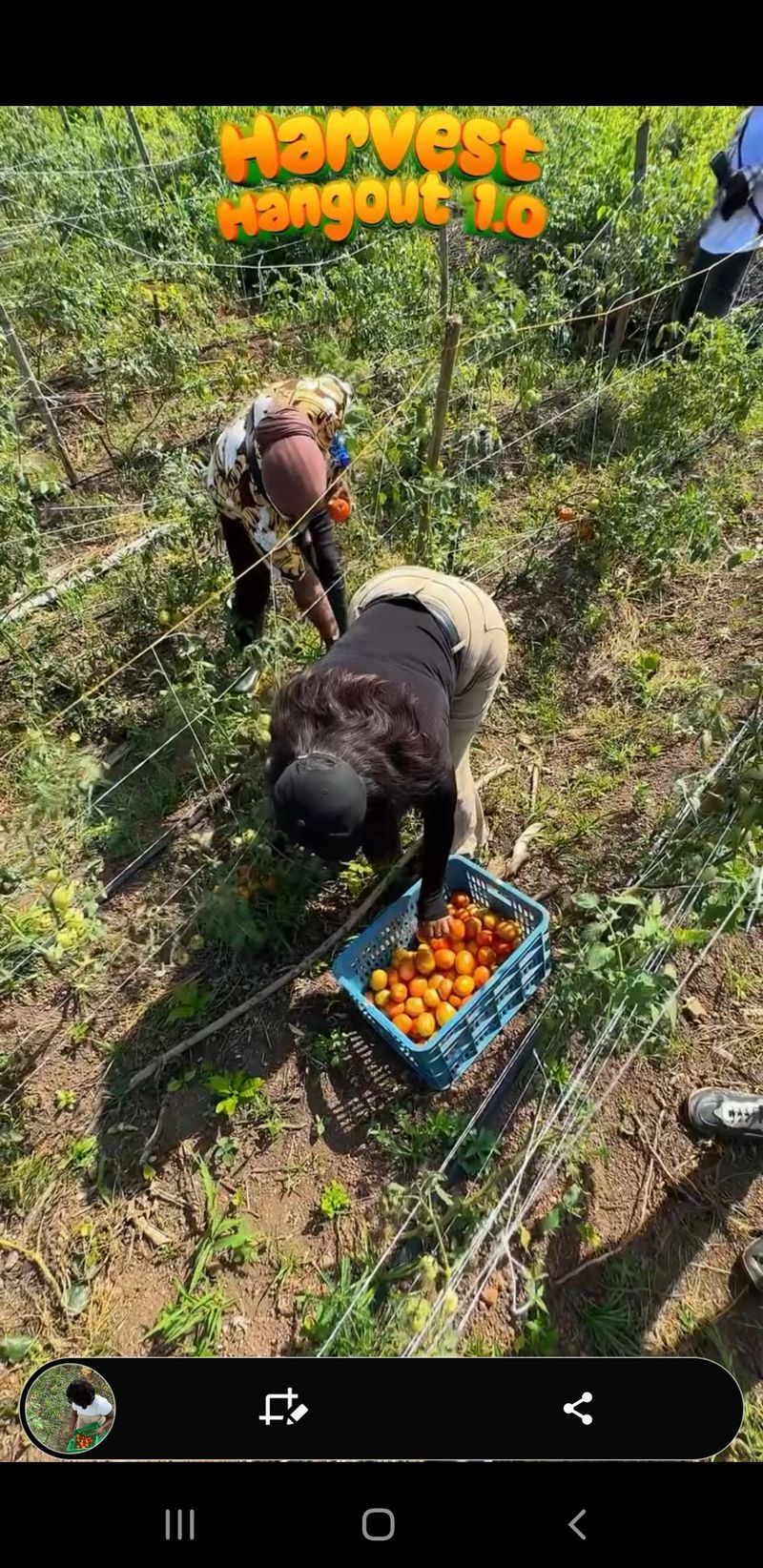 Harvest Farm Week