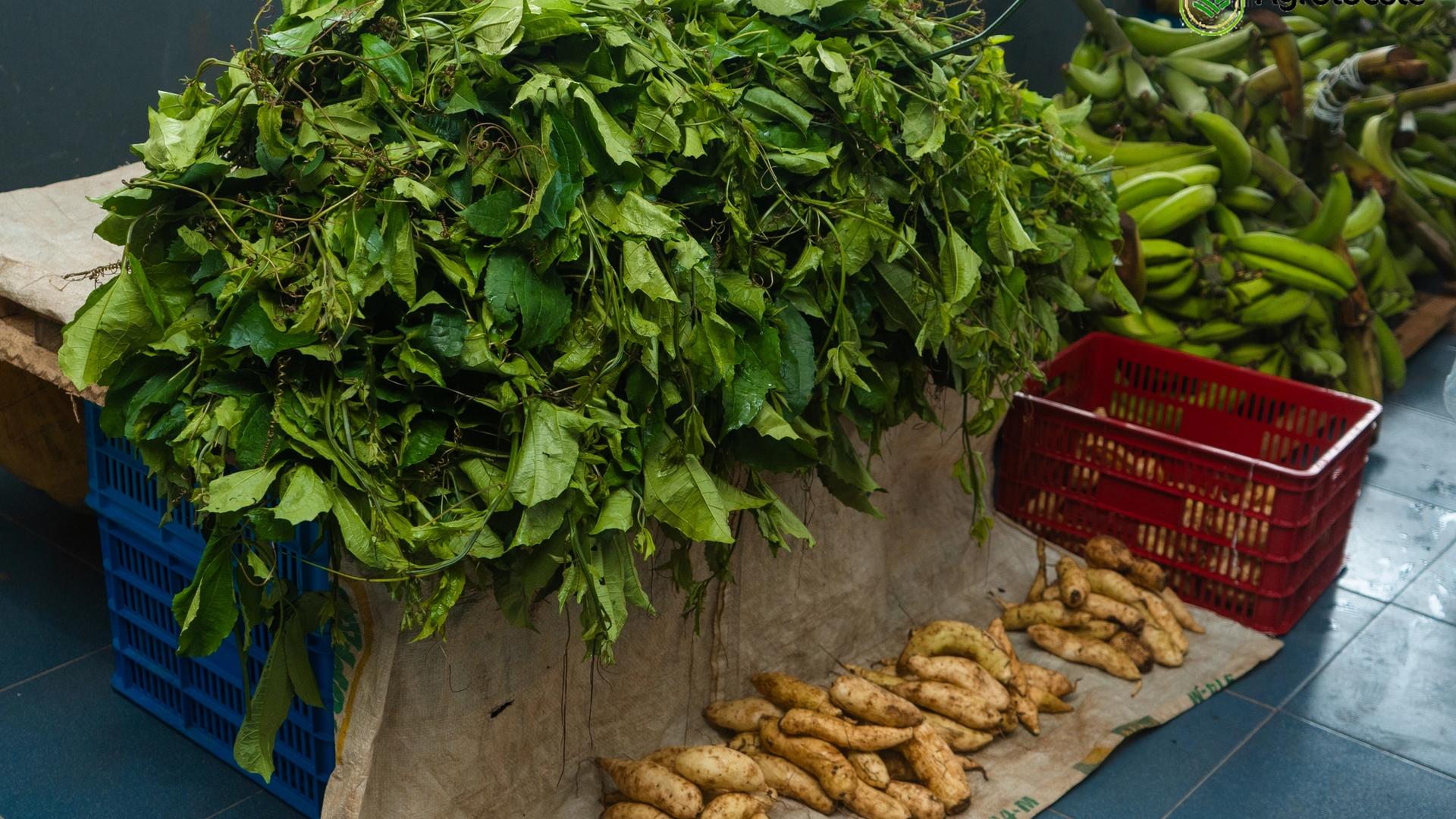 How We Plant Sweet Potatoes in Batches