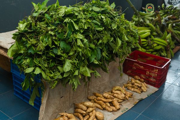 How We Plant Sweet Potatoes in Batches