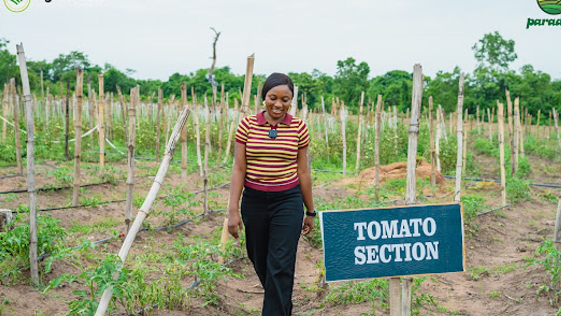 Is Tomato a Fruit or Vegetable? And How To Plant It