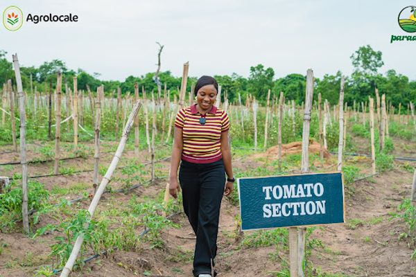 Is Tomato a Fruit or Vegetable? And How To Plant It