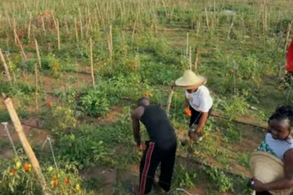 How To Plant Tomato Seeds