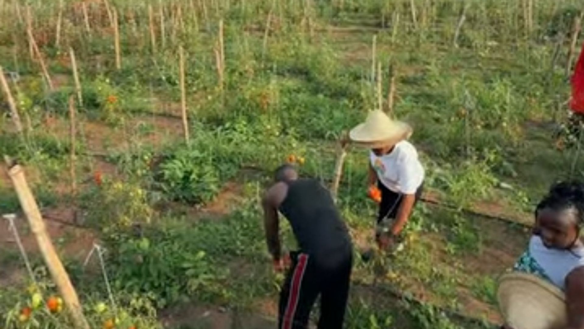 How To Plant Tomato Seeds