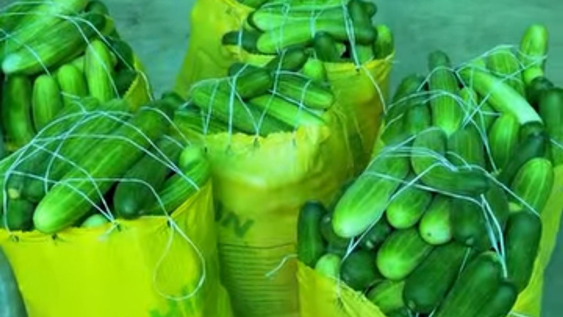 How To Grow Cucumber For a Profitabe Harvest
