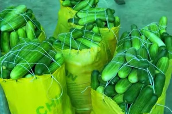 How To Grow Cucumber For a Profitabe Harvest