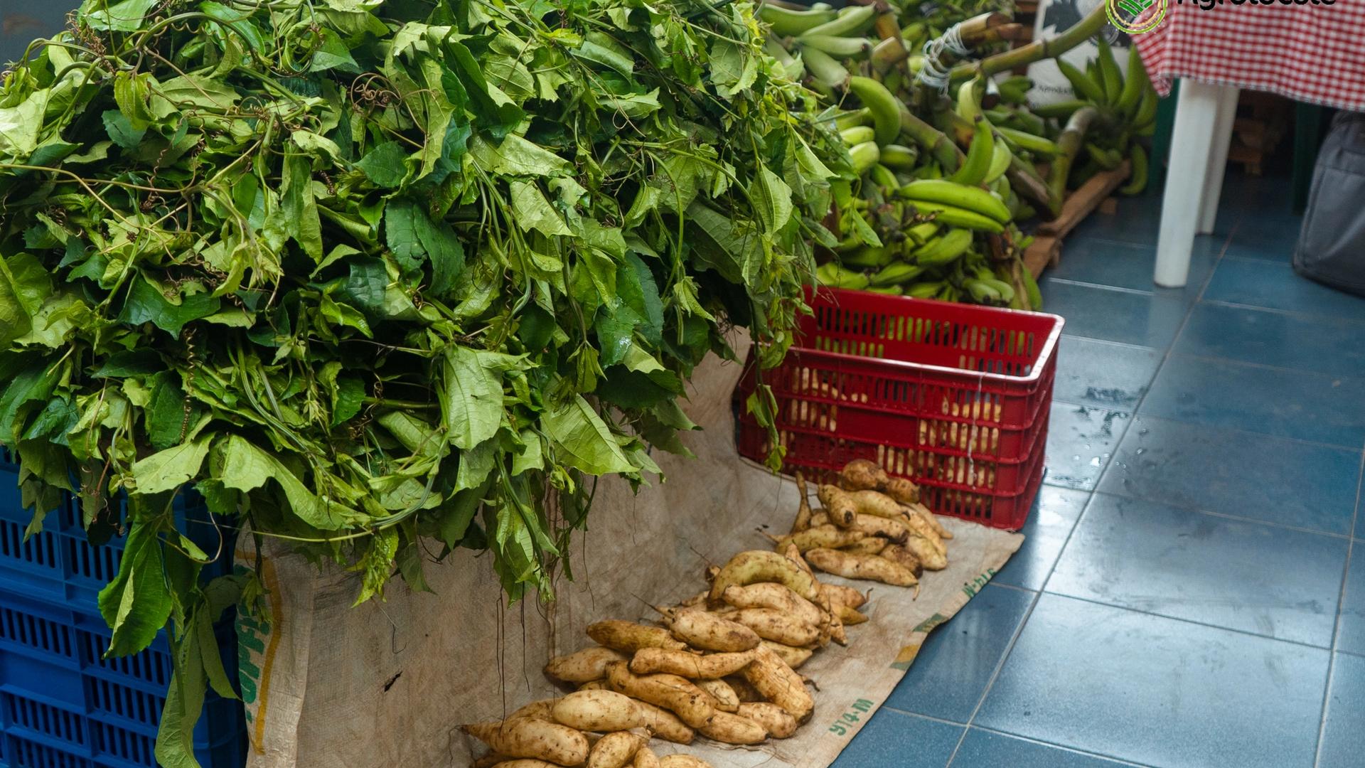 How to Store Sweet Potatoes and Keep Them Fresh Longer