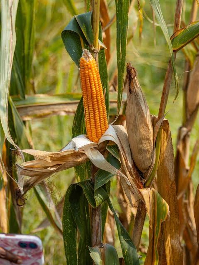 Maize during harvest