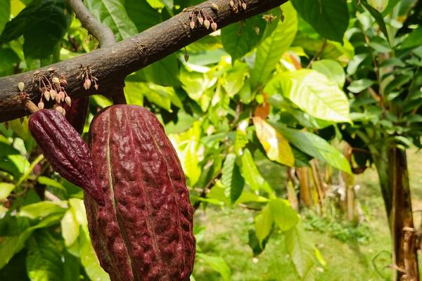 All You Need To Know About Cocoa Plantation Scheme in Paradiso Farm