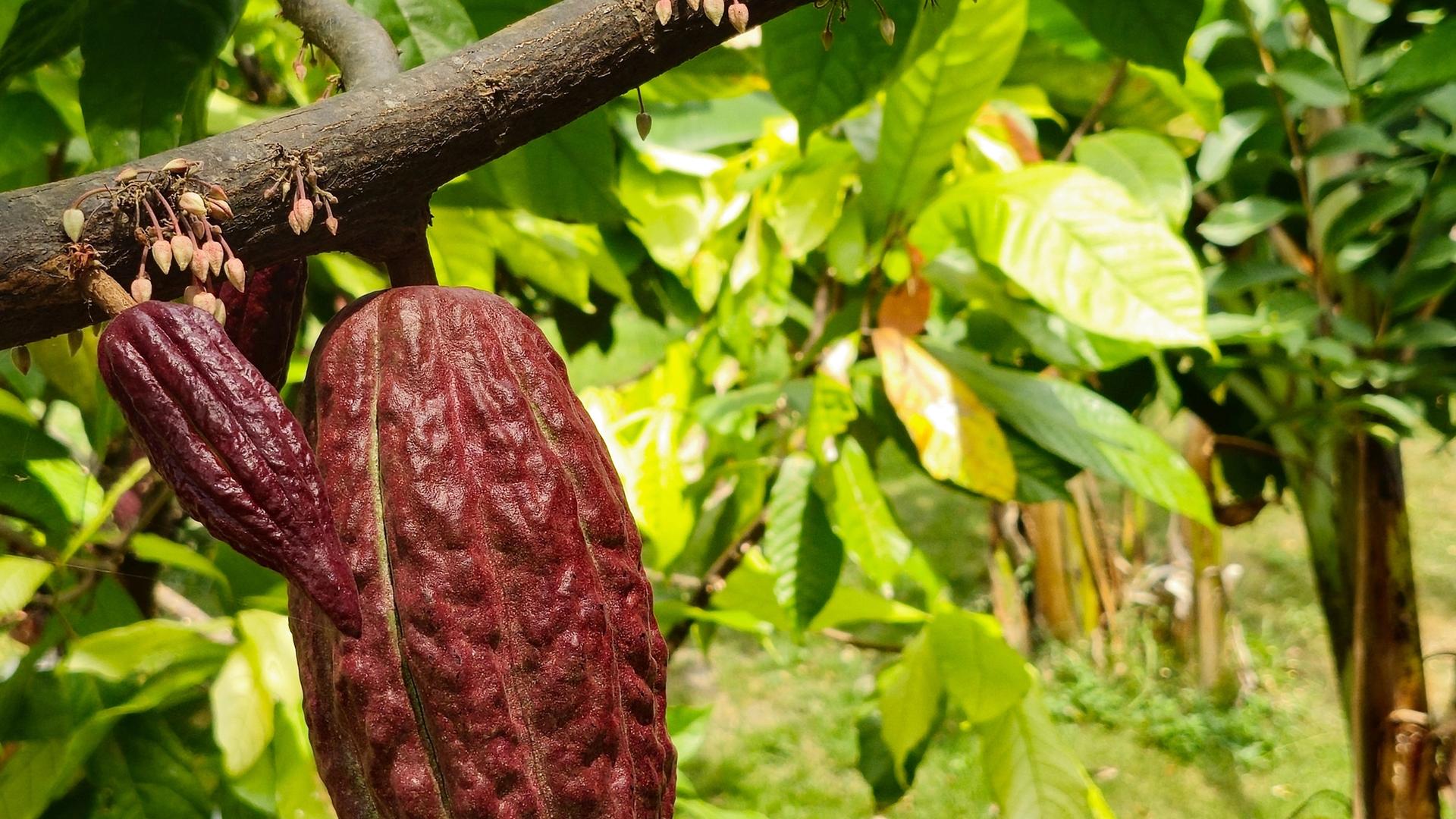 All You Need To Know About Cocoa Plantation Scheme in Paradiso Farm