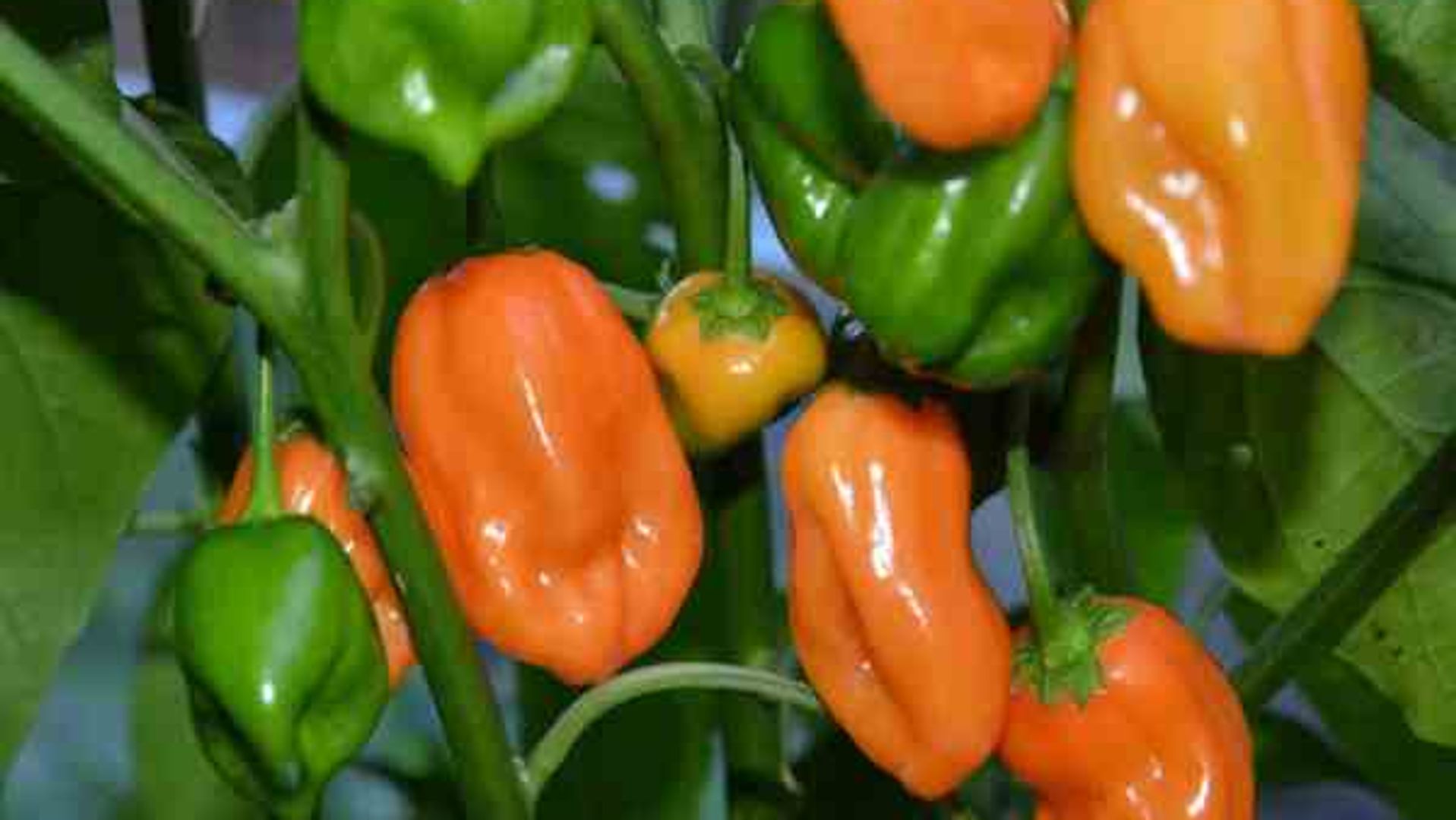 Why your habanero pepper is not growing the way it should