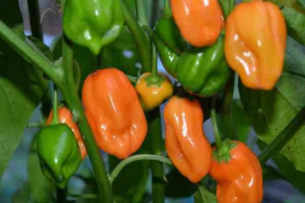 Why your habanero pepper is not growing the way it should
