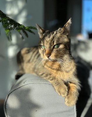 Lada Smejkalová