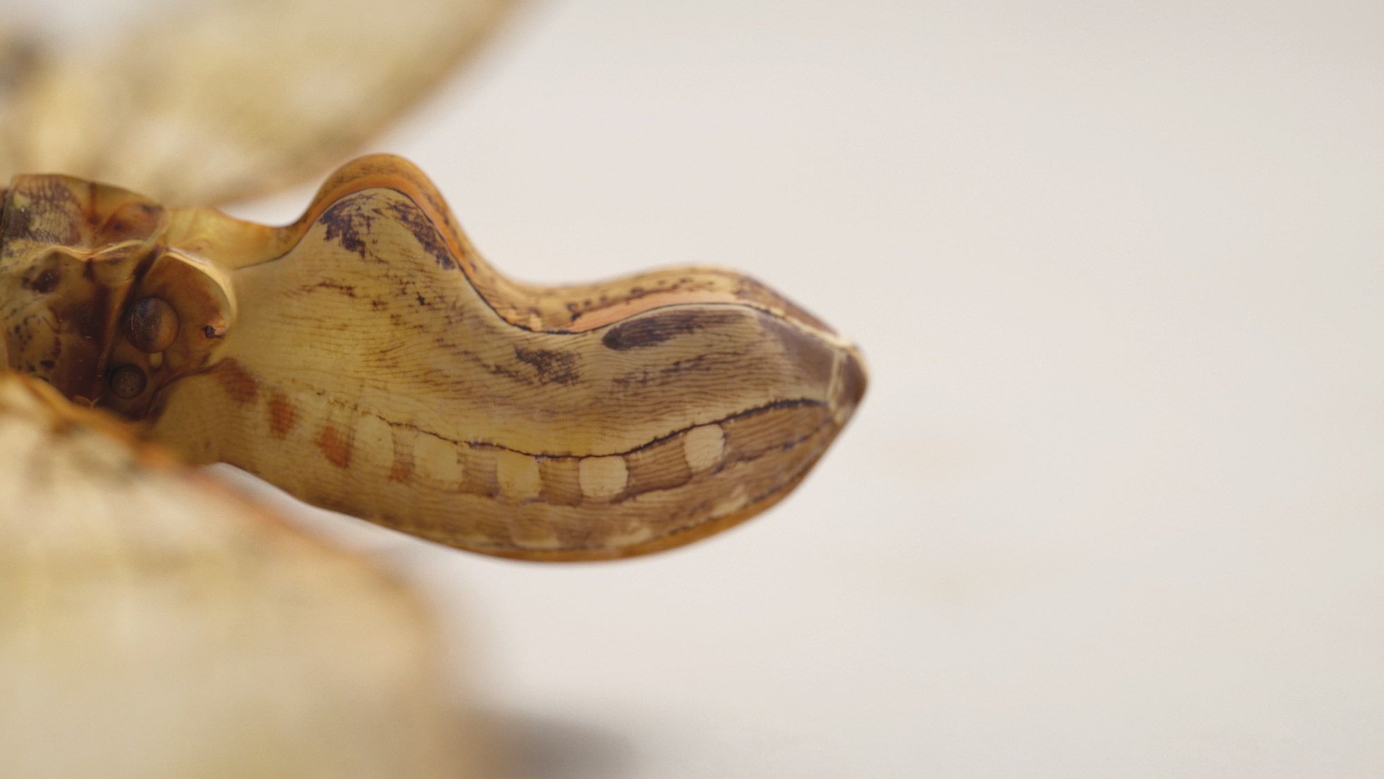 Jeffrey Stuker, Fulgora Laternaria, 2015