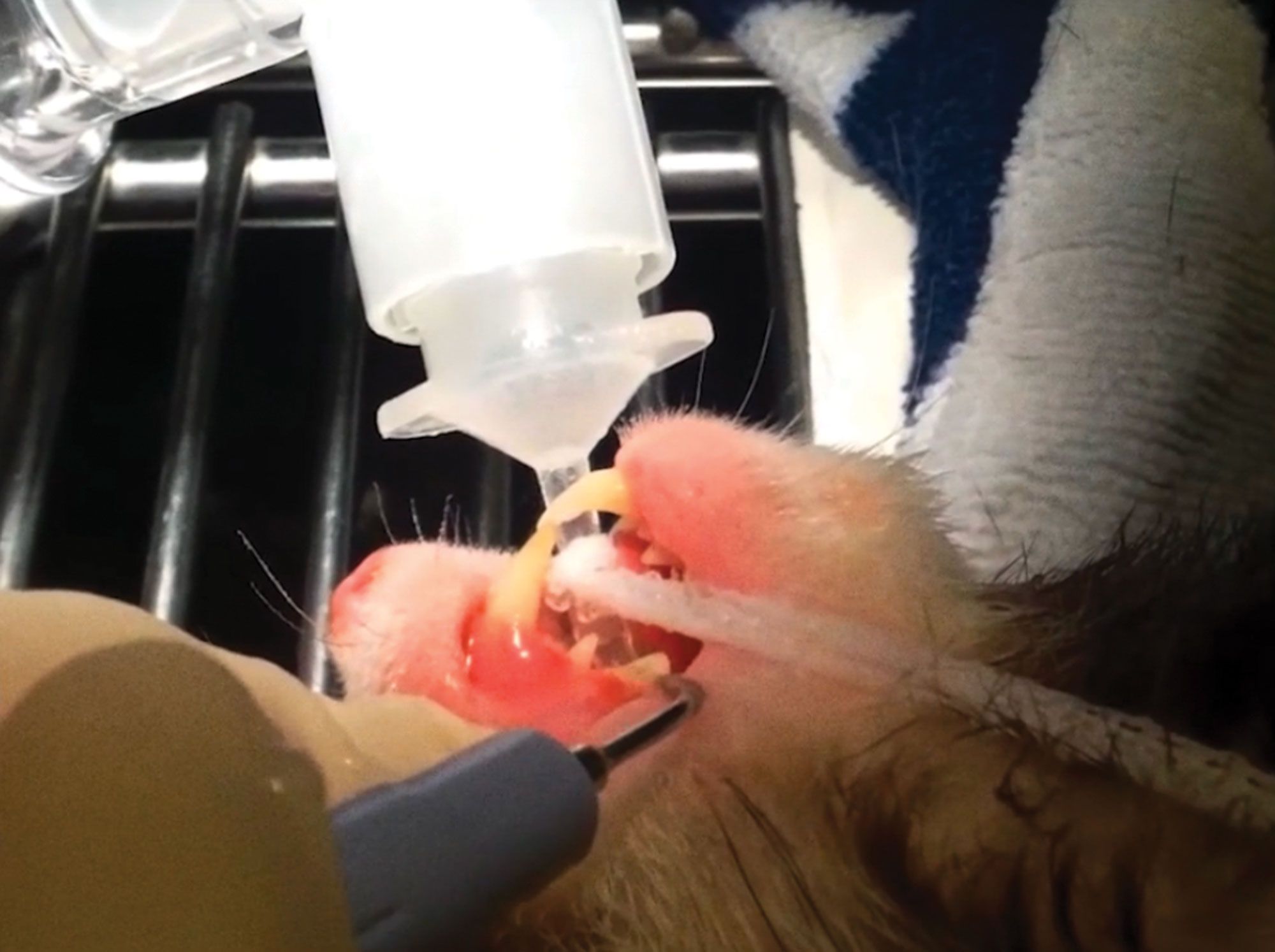 Ferret teeth cleaning and forced hydration in 'Neighboring Animals'.