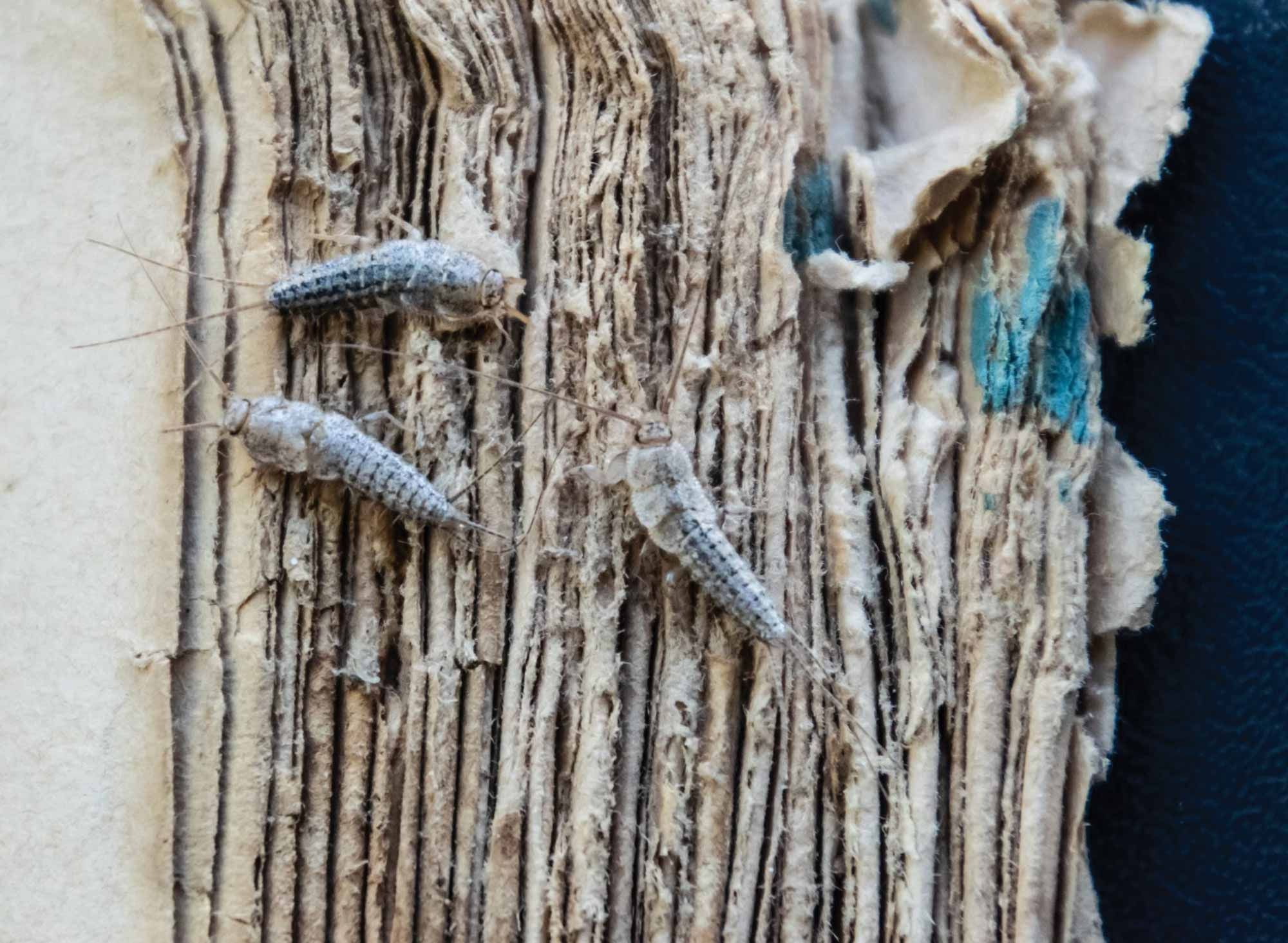 Silverfish on the torn cover of an old book.