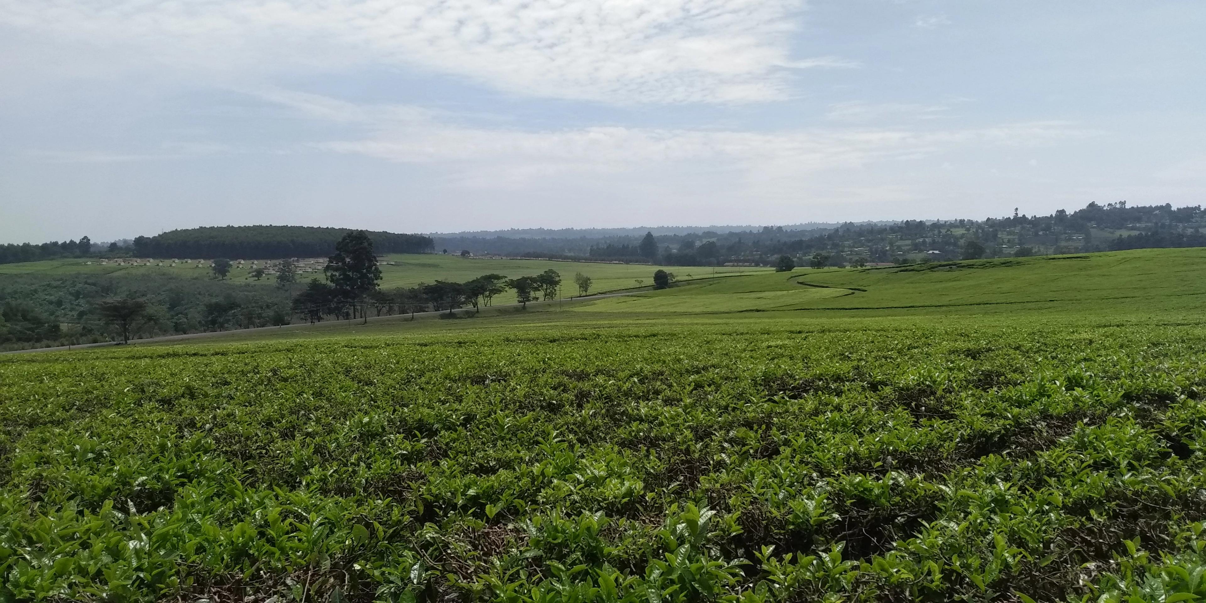 Rolling tea plantations across the Kericho highlands in Kenya.