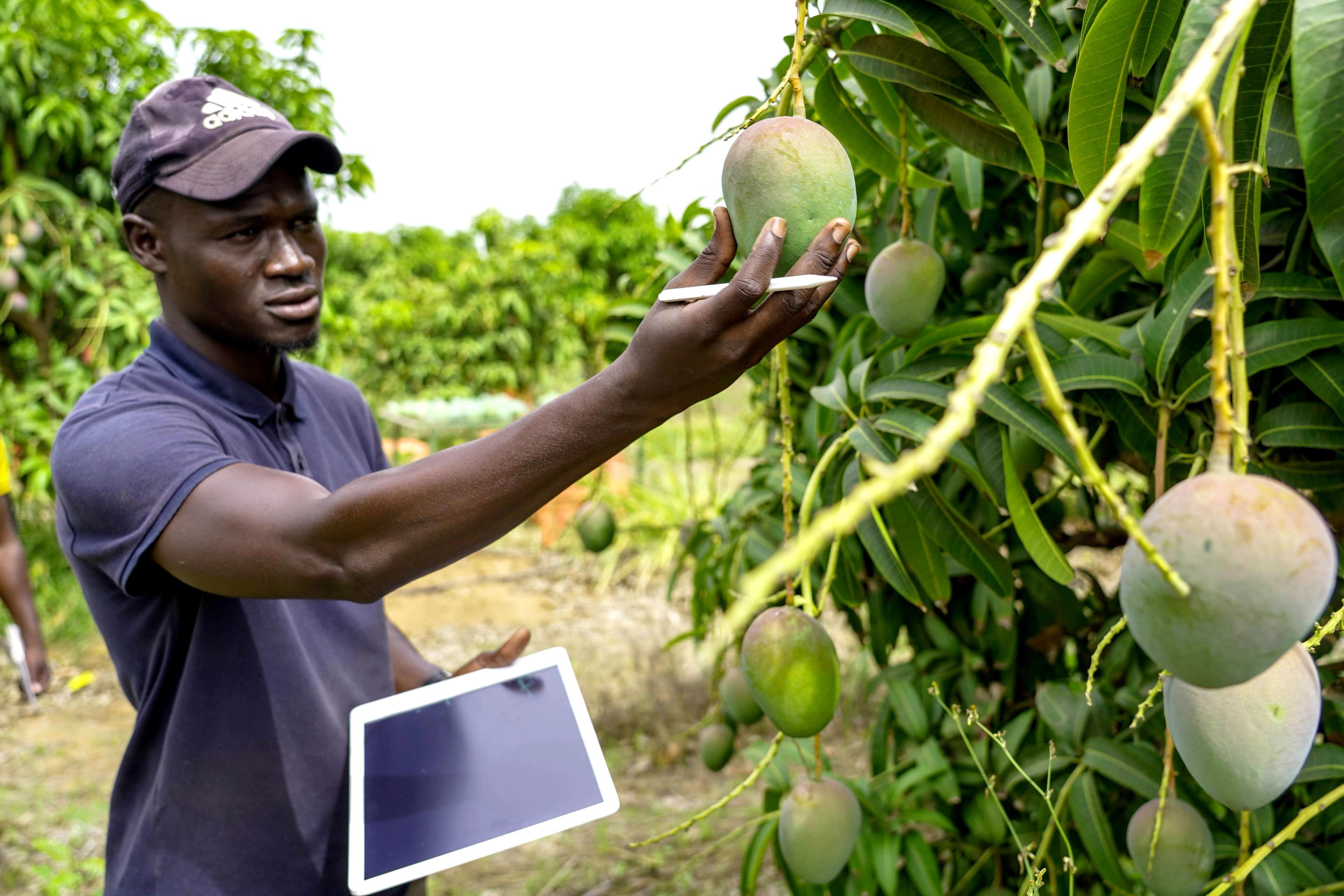 An agronomist inspects mangoes on a tree using a tablet in an orchard.