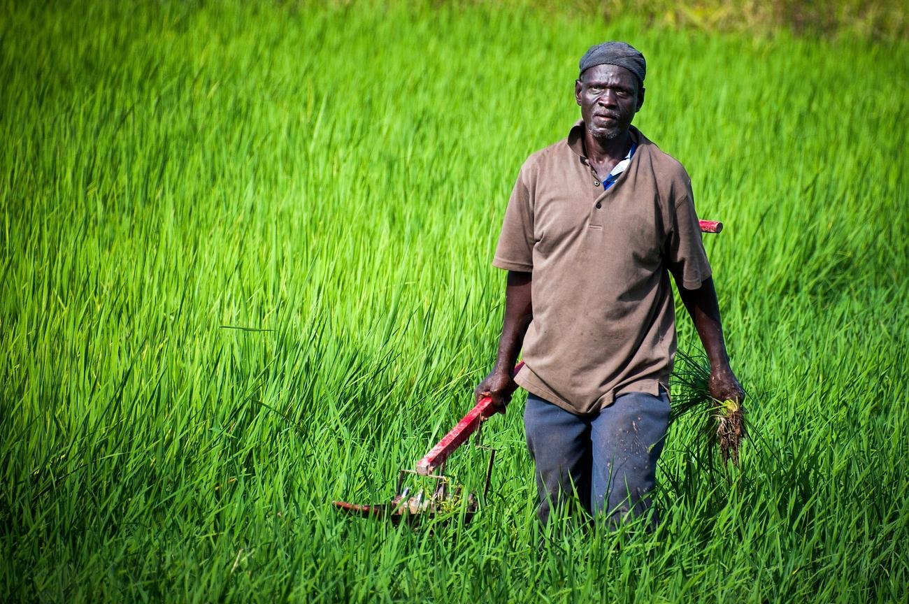 A smallholder farmer carrying rice seedlings walks through a lush green paddy field.