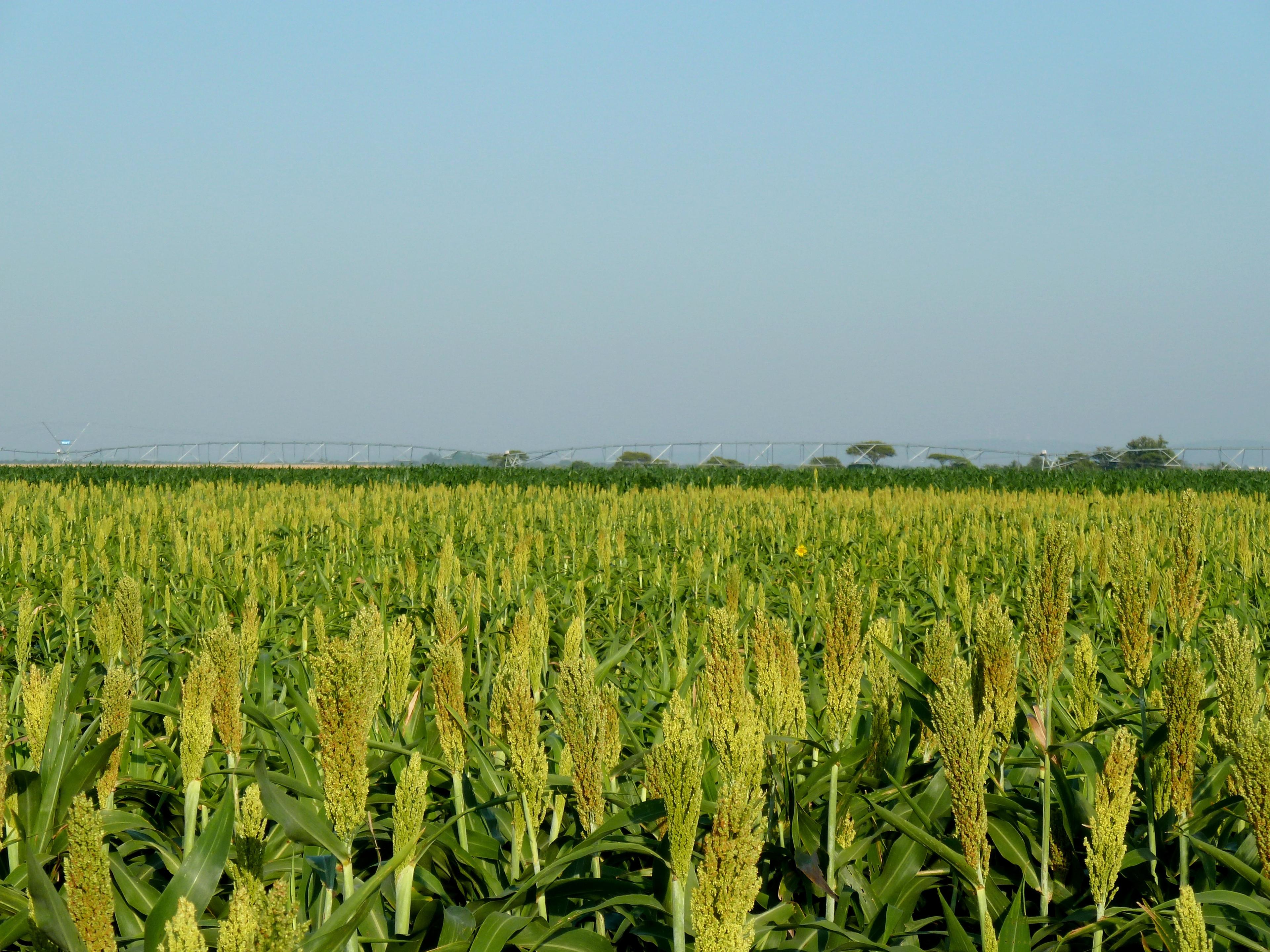 A field of sorghum under centre-pivot irrigation on dry plains.