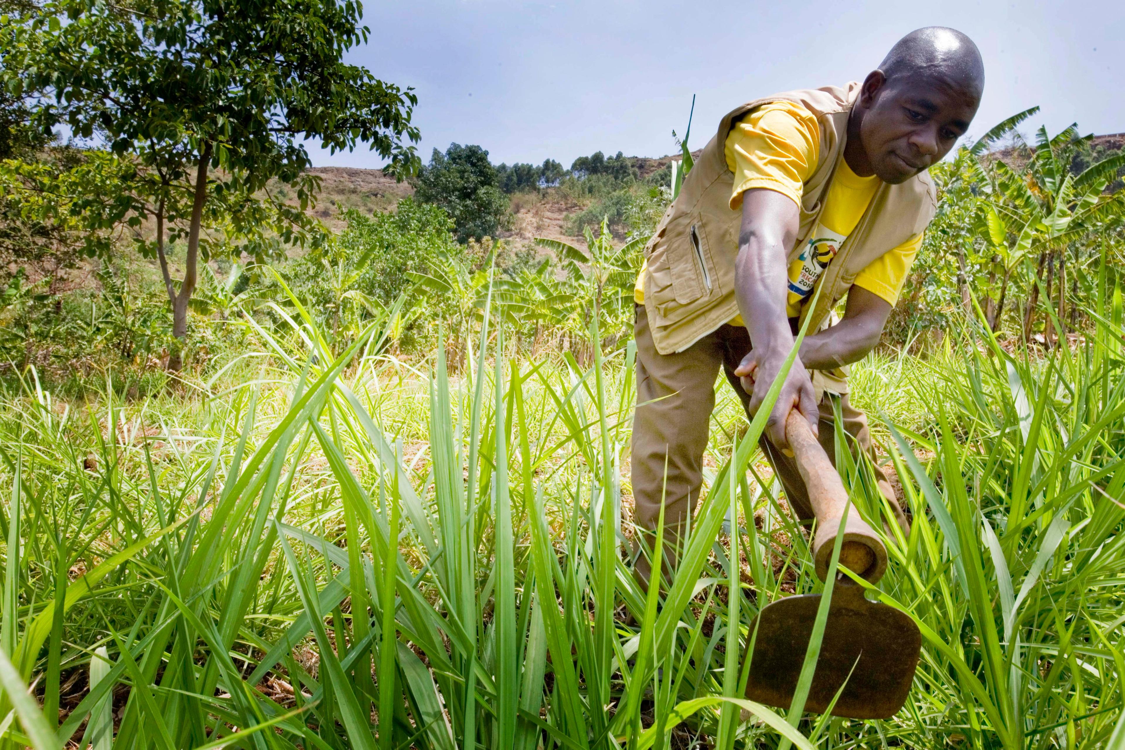 A smallholder farmer working the soil with a hoe in a green field.