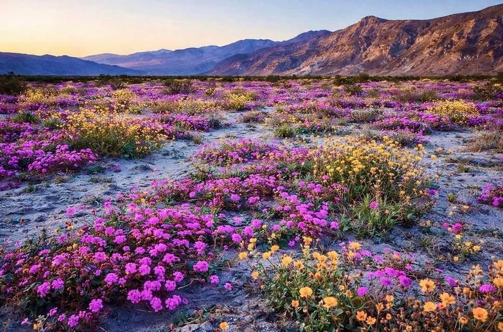 Spring Awakens in Frontier Territory!