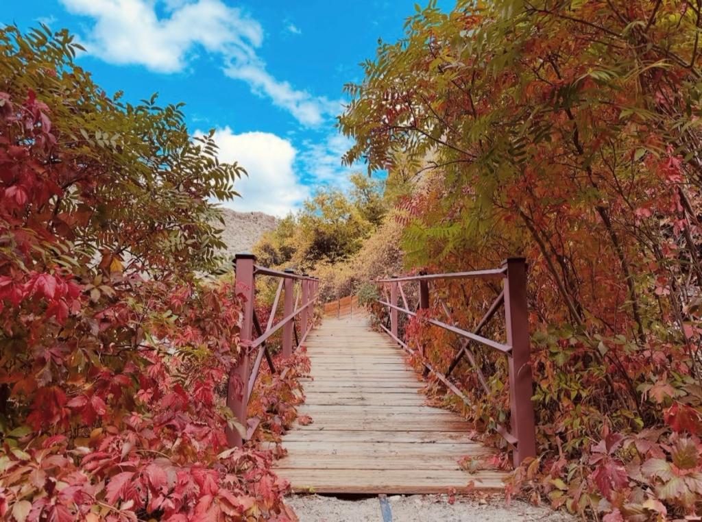 Celebrating Thanksgiving: A Season of Scenic Beauty and Gratitude 