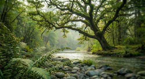¿Por Qué te Apellidas Soto? El Secreto Oculto en el Bosque