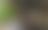 Två personer fångar försiktigt in vattensalamandrar för att vägas, mätas, fotas och räknas.