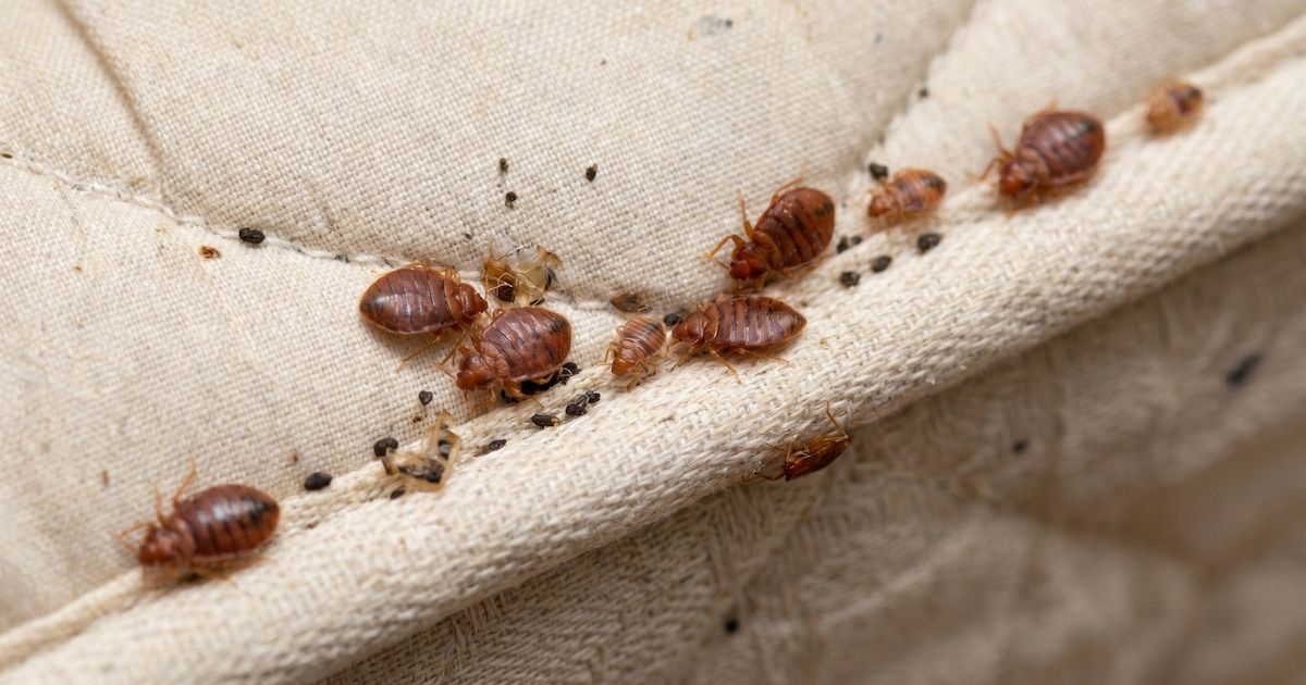 Chinches de cama: por qué son difíciles de eliminar y qué método recomiendan los expertos