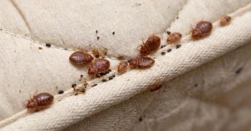 Chinches de cama: por qué son difíciles de eliminar y qué método recomiendan los expertos