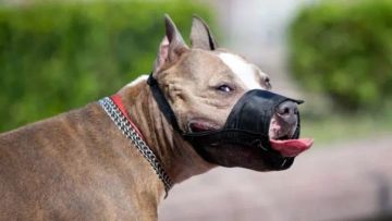 Registro de perros potencialmente peligrosos