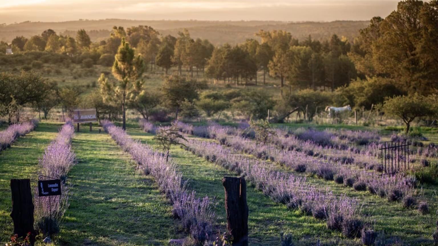Lavanda