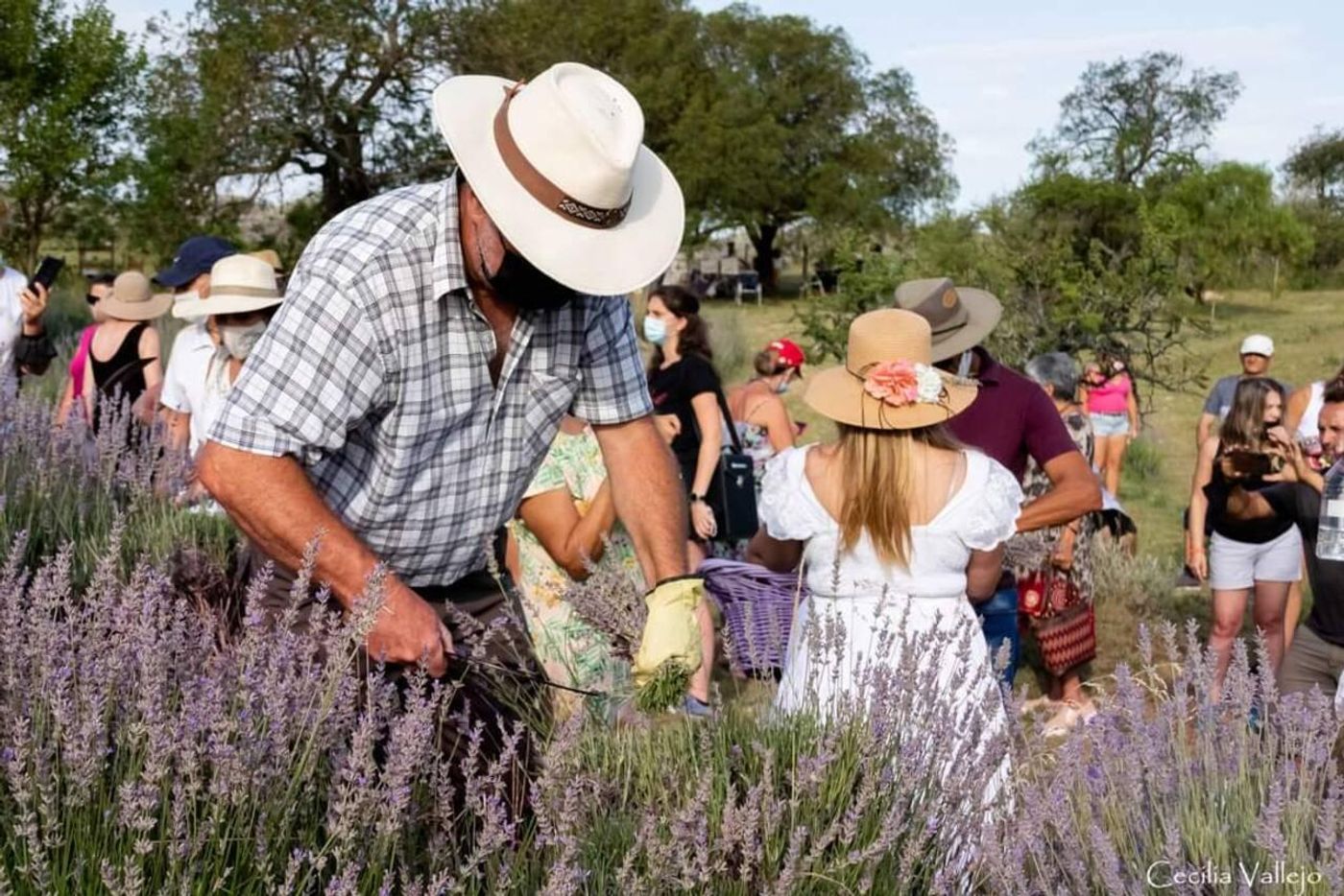 Lavanda
