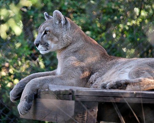 Pumakawa encabeza el ranking de atracciones en Villa Rumipal según TripAdvisor