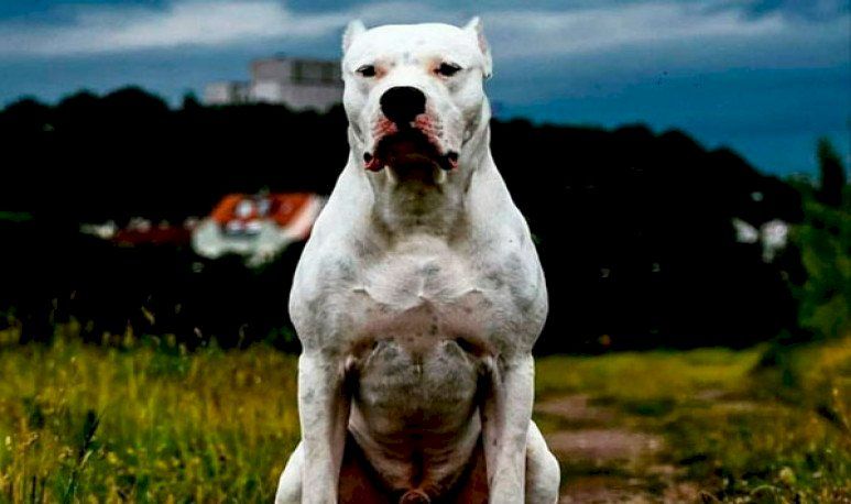 Perros potencialmente peligrosos