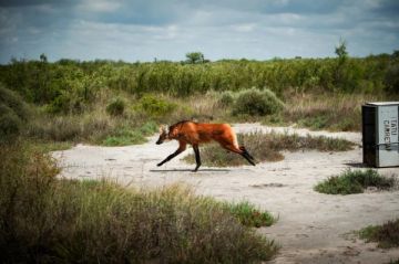 Un aguará guazú rescatado en Villa Santa Rosa volvió a la naturaleza