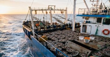 Alerta por bajo control pesquero en el Mar Argentino: solo 15% de las mareas tiene inspector a bordo
