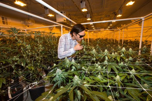  Ryan Jennemann, co-founder of THC Design, smells a marijuana plant in its flower stage as he gives a tour at the facility in Los Angeles on Friday, Aug 25, 2017. (Photo by Ed Crisostomo, Los Angeles Daily News/SCNG) 