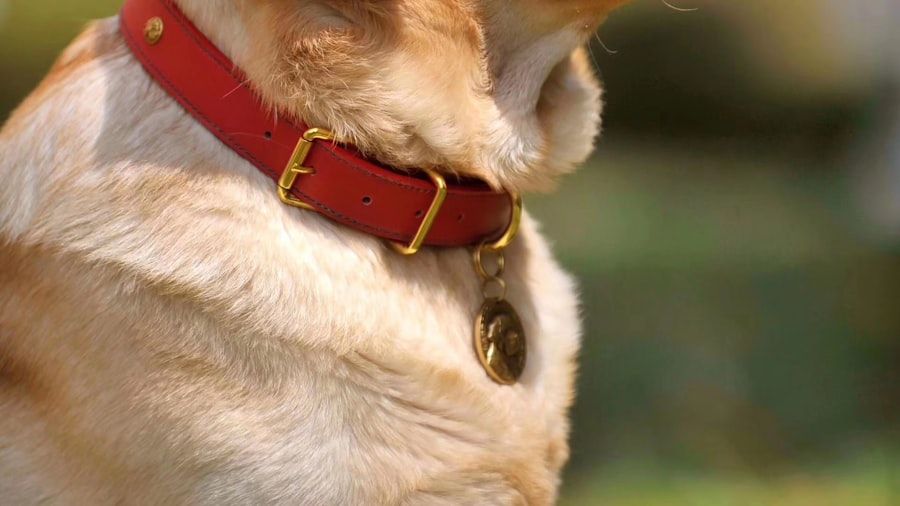 Dog Collars & Leashes